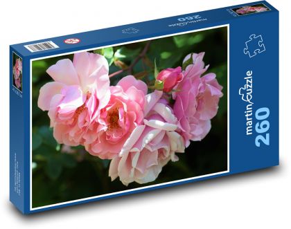 Rose - flower, plant.jpg - Puzzle 260 pieces, size 41x28.7 cm 