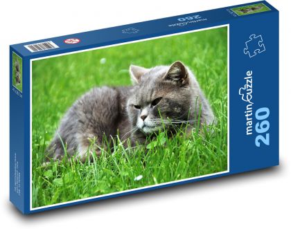 Britská kočka - modrá, kocour - Puzzle 260 dílků, rozměr 41x28,7 cm