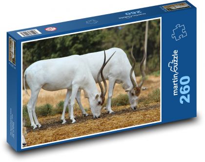 Bílá antilopa - zvířata, příroda - Puzzle 260 dílků, rozměr 41x28,7 cm