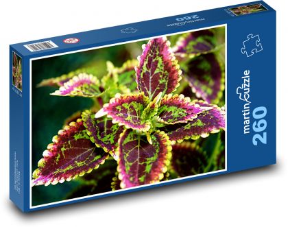 Africká žihľava - bylina, rastlín - Puzzle 260 dielikov, rozmer 41x28,7 cm