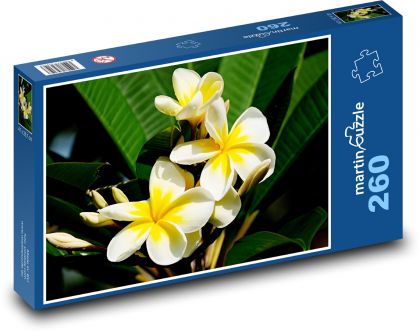 Plumérie - květina, keř - Puzzle 260 dílků, rozměr 41x28,7 cm