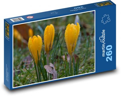Žltý krokus - jarný kvet - Puzzle 260 dielikov, rozmer 41x28,7 cm
