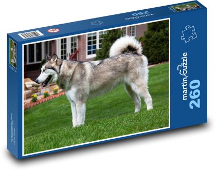 Alaskan malamute - dog, pet - Puzzle 260 pieces, size 41x28.7 cm 