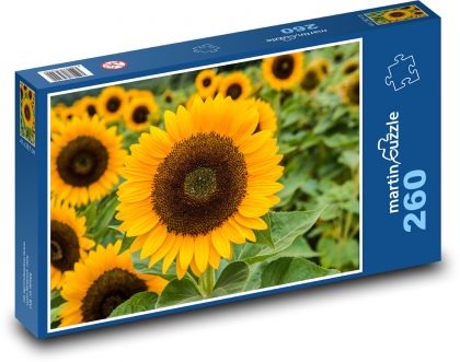 Slunečnice - zahrada, žlutý květ - Puzzle 260 dílků, rozměr 41x28,7 cm
