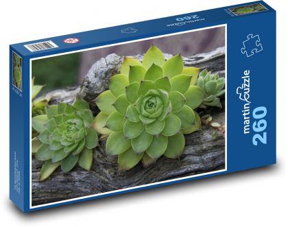 Sukulenty - netrasky, rastliny - Puzzle 260 dielikov, rozmer 41x28,7 cm