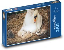 Labuť - mládě, pták Puzzle 260 - 41x28,7 cm