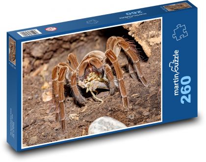 Tarantula - spider, animal - Puzzle 260 pieces, size 41x28.7 cm 