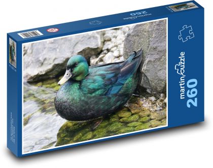 Kachna - pták, rybník - Puzzle 260 dílků, rozměr 41x28,7 cm