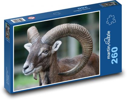 Mufflon - Säugetier, Widder - Puzzle - 260 Teile