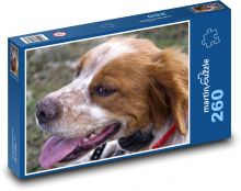 Britský špringršpaněl - pes, mazlíček Puzzle 260 dílků - 41 x 28,7 cm