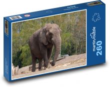 Elephant - Africa, mammal Puzzle 260 pieces - 41 x 28.7 cm 