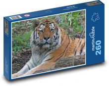 Tygr - velká kočka, dravec Puzzle 260 - 41x28,7 cm