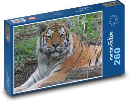 Tiger - big cat, predator - Puzzle 260 pieces, size 41x28.7 cm 