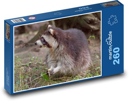 Raccoon - animal, Alaska - Puzzle 260 pieces, size 41x28.7 cm 