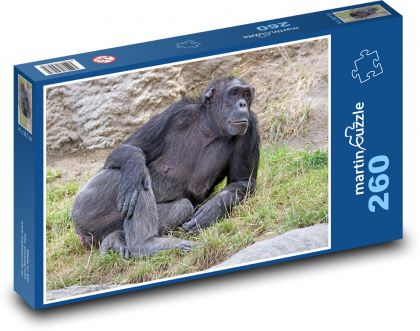 Šimpanz - savec, zvíře - Puzzle 260 dílků, rozměr 41x28,7 cm