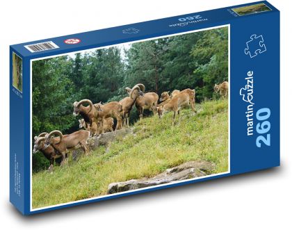 Mouflon - Herd of ungulates - Puzzle 260 pieces, size 41x28.7 cm 