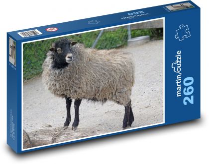 Ovce ouessantská - trpasličie ovce - Puzzle 260 dielikov, rozmer 41x28,7 cm