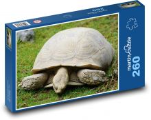 Turtle - reptile, animal Puzzle 260 pieces - 41 x 28.7 cm 