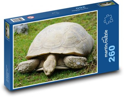 Turtle - reptile, animal - Puzzle 260 pieces, size 41x28.7 cm 
