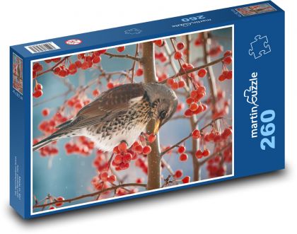 Thrush - bird, berry - Puzzle 260 pieces, size 41x28.7 cm 