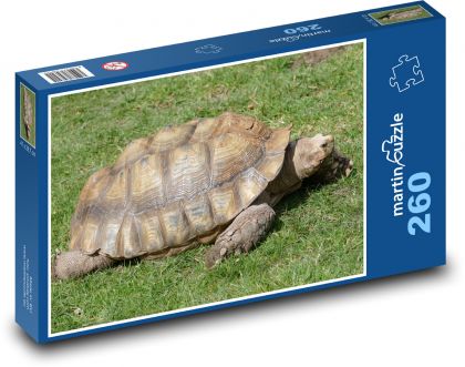 Turtle - reptile, animal - Puzzle 260 pieces, size 41x28.7 cm 