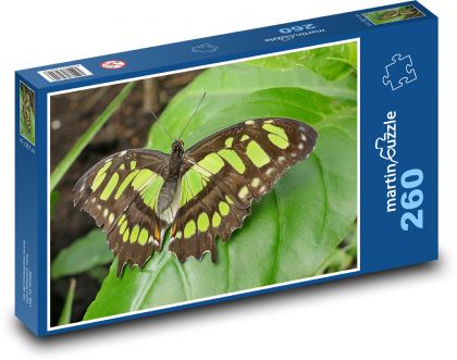 Motýľ - hmyz, príroda - Puzzle 260 dielikov, rozmer 41x28,7 cm