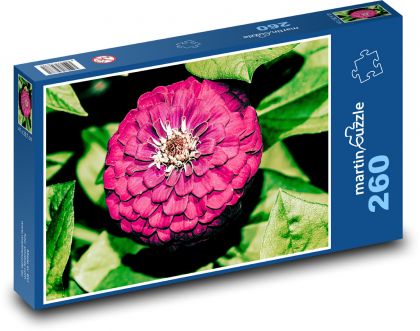 Fialová georgína - kvet, záhrada - Puzzle 260 dielikov, rozmer 41x28,7 cm