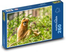 Gibon - małpa, zoo Puzzle 260 elementów - 41x28,7 cm