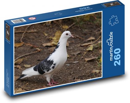 Pigeon - birds, animals - Puzzle 260 pieces, size 41x28.7 cm 