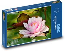 Pink water lily - water plant, flower Puzzle 260 pieces - 41 x 28.7 cm 