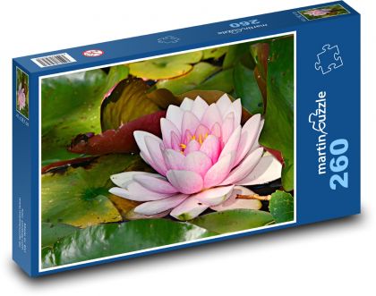 Pink water lily - water plant, flower - Puzzle 260 pieces, size 41x28.7 cm 