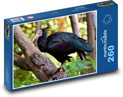 Černý ibis - pták na stromě, zvíře - Puzzle 260 dílků, rozměr 41x28,7 cm