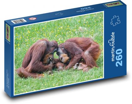Hrající orangutani - primát, opice - puzzle 260 dílků