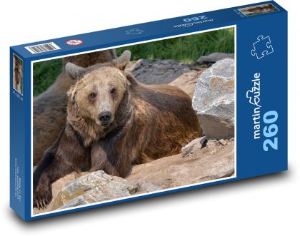 Hnědý medvěd - ležící zvíře, masožravý - Puzzle 260 dílků, rozměr 41x28,7 cm