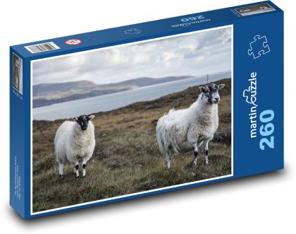 Sheep - animal, wool - Puzzle 260 pieces, size 41x28.7 cm 