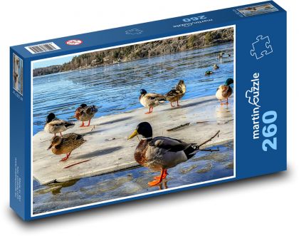 Kaczki, jezioro, lód - Puzzle 260 elementów, rozmiar 41x28,7 cm