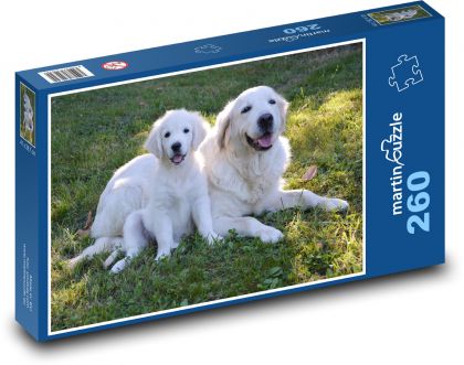 Zlatý Retriever - štěně, pes - puzzle 260 dílků