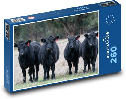 Krávy - Black Angus - Puzzle 260 dílků, rozměr 41x28,7 cm