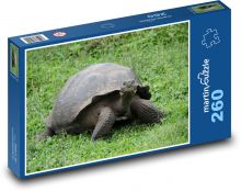 Korytnačka Galapágy - plaz, zviera Puzzle 260 dielikov - 41 x 28,7 cm 