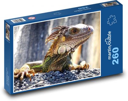Iguana - lizard, wild game - Puzzle 260 pieces, size 41x28.7 cm 
