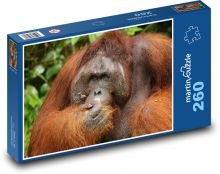 Orangutan - małpa, zwierzę Puzzle 260 elementów - 41x28,7 cm