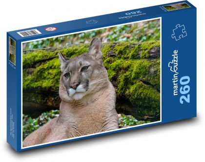 Puma - drapieżnik, zoo - Puzzle 260 elementów, rozmiar 41x28,7 cm