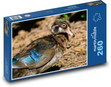 Kačica - vták, zviera Puzzle 260 dielikov - 41 x 28,7 cm