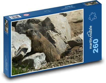 Marmot - rodent, animal - Puzzle 260 pieces, size 41x28.7 cm 