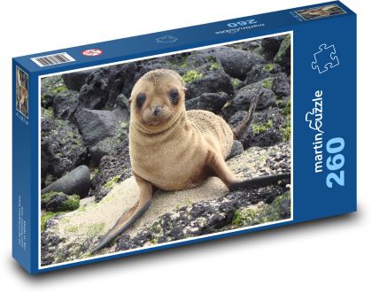 Lachtan - Galapágy, mládě - puzzle 260 dílků