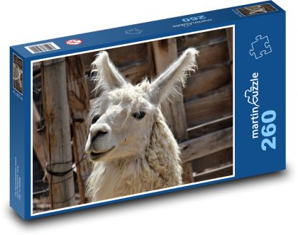 Lama - animal, zoo - Puzzle 260 pieces, size 41x28.7 cm 