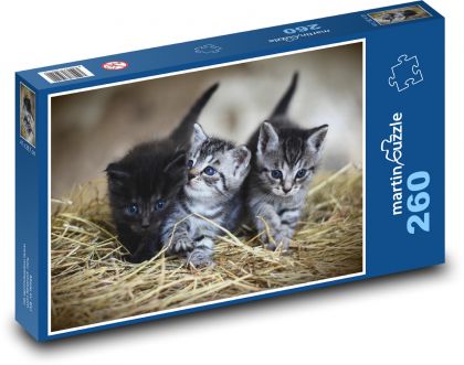 Koťata - kočky, zvířata - Puzzle 260 dílků, rozměr 41x28,7 cm