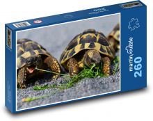 Żółwie - gad, zwierzę Puzzle 260 elementów - 41x28,7 cm