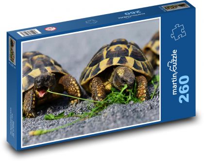 Żółwie - gad, zwierzę - Puzzle 260 elementów, rozmiar 41x28,7 cm