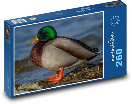 Duck - lake shore, aquatic animal - Puzzle 260 pieces, size 41x28.7 cm 